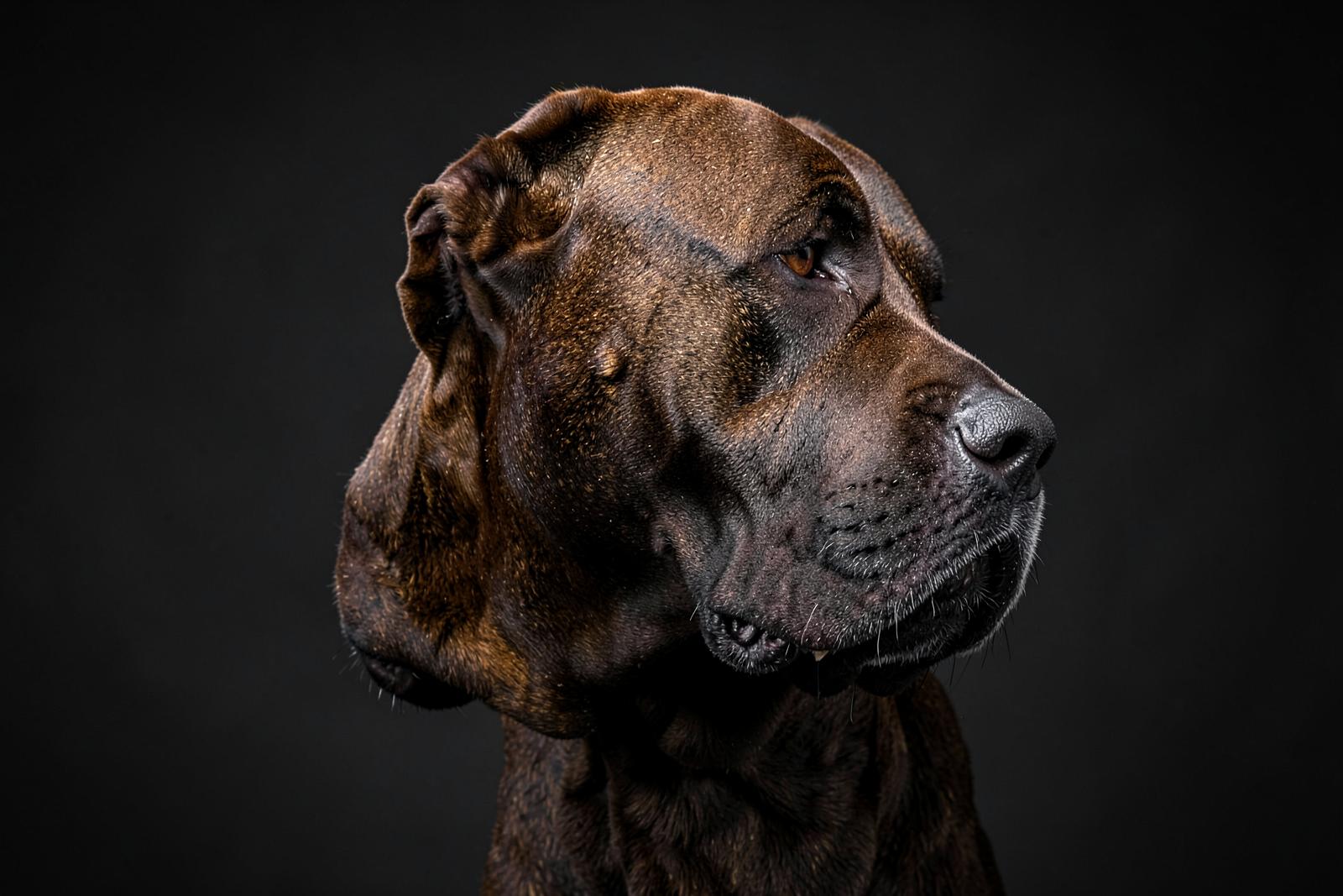 Powerful Cane Corso head showing its broad, strong jaw